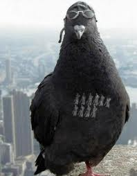 Clever Pigeon