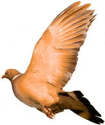 Orange Pigeon