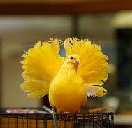 Yellow Pigeon