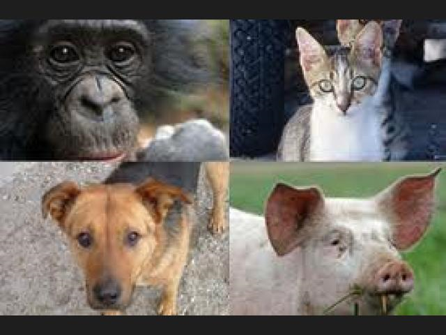 Que Animal Es Tu Favorito ❤