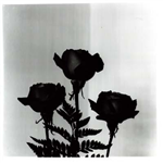 Rose Red