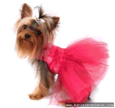 Yorkshire Terrier 