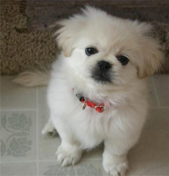Pekingese