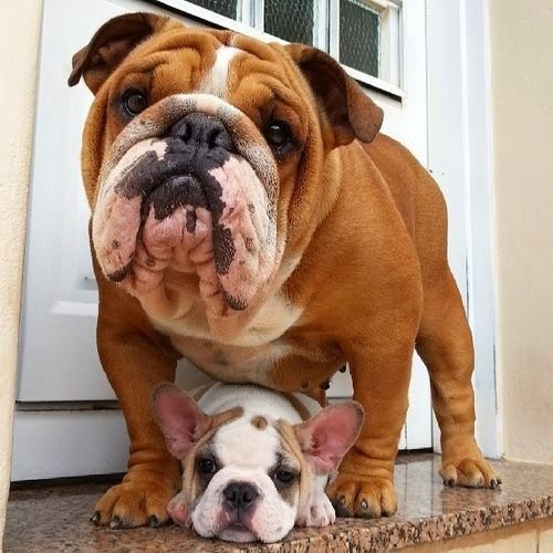 Descubre Cual Es Tu Perro Oculto