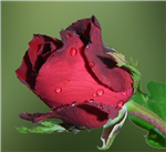 Beautiful Flowers