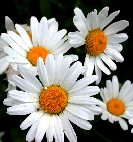 Daisy