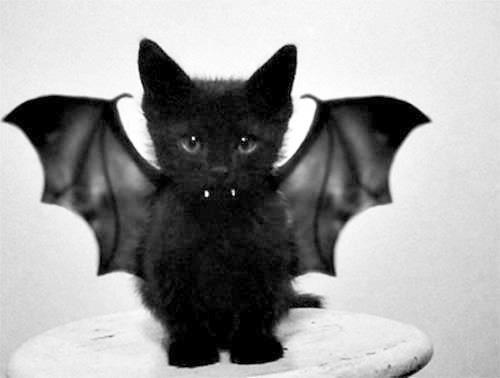 cute vamp cat