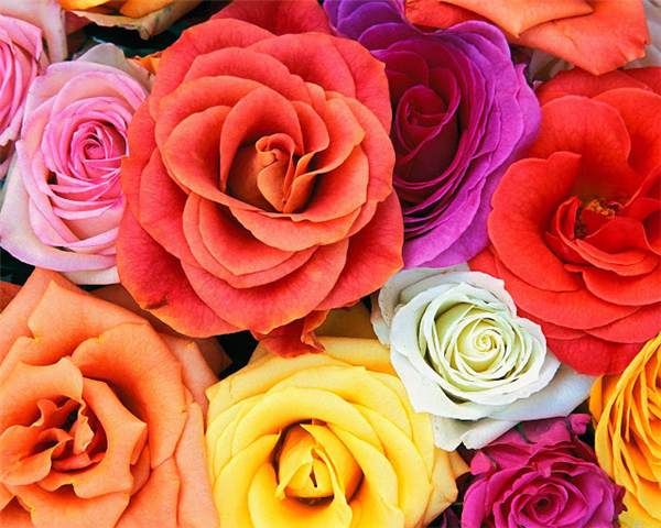 roses