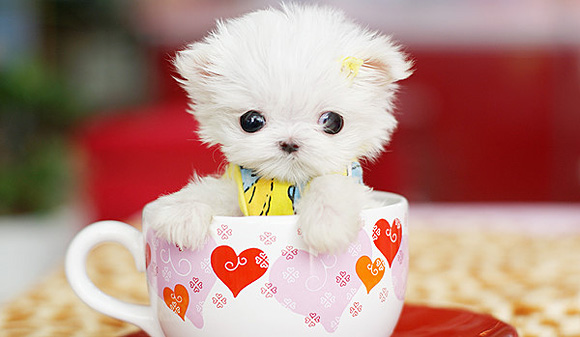 puppy