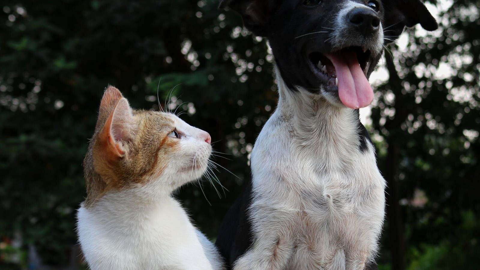 Quale animale domestico sei?