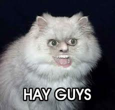 LOL CAT 3 