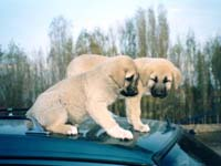 Kangal
