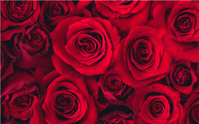 Dozen of Red roses