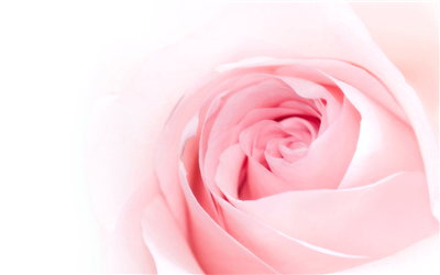 Pink Rose