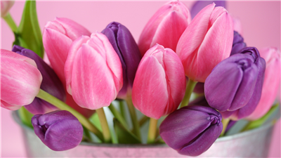 Purple Tulips