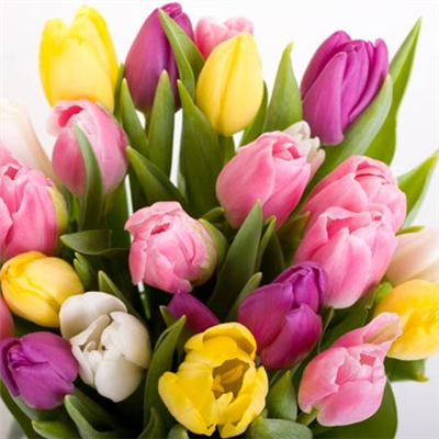 Tulips