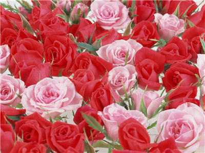 Red Roses