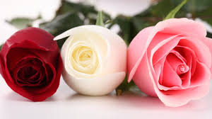 3 Colourful Roses