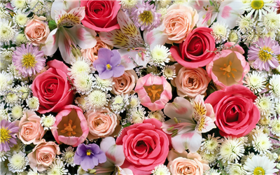 Mixed Pink-Red flowers