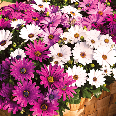 White Pink Daisies