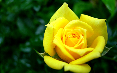 Yellow Rose