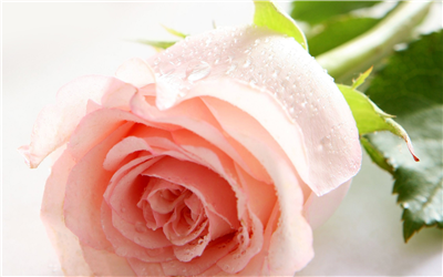 Single Pink Rose