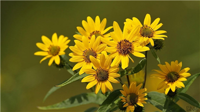 Sun flowers