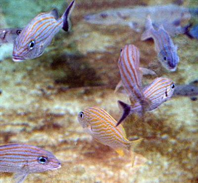 Aquarium Of The Life