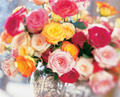 Rose garden 