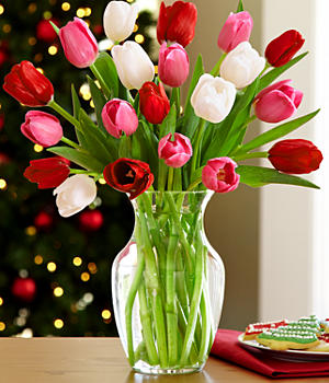  Holiday Tulip