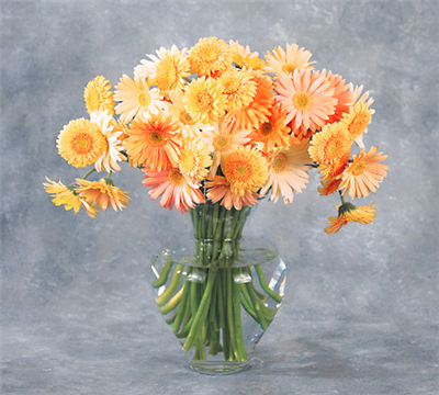 Bright Delight 