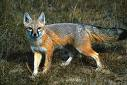 renard