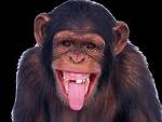 singe 