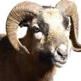 mouton
