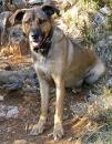 chien 