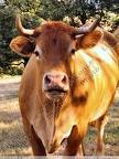 vache