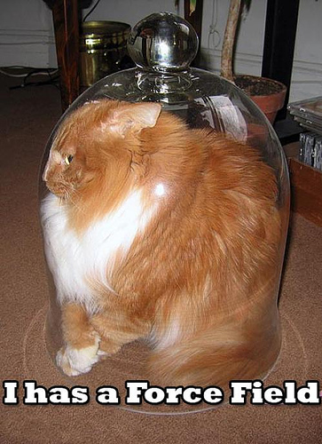 lol kitten