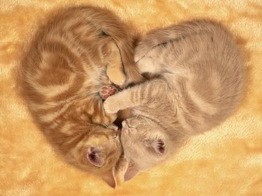 love kitten