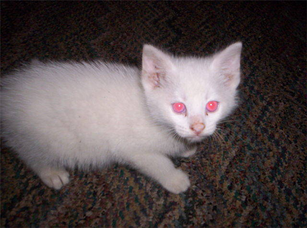 albino kitten