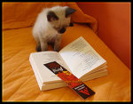 smart kitten