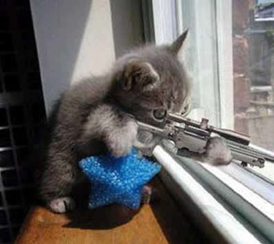 funny kitten 2