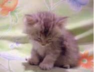 sleepy kitten
