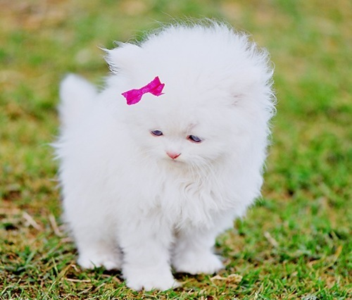 furry kitten