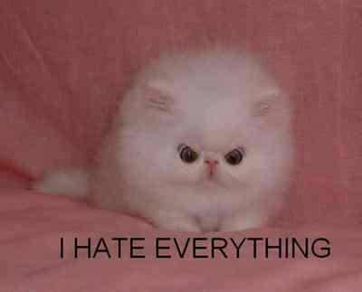mean kitten