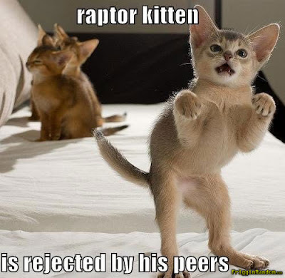 funny kitten 3