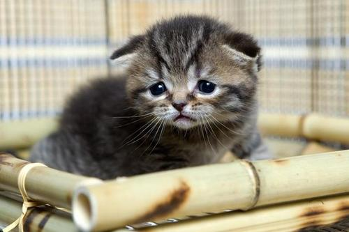 sad kitten