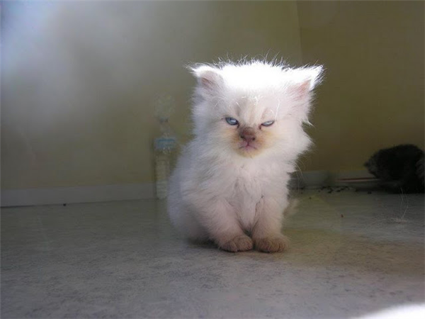 mad kitten