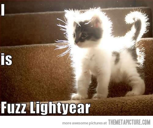 funny kitten