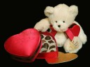 Teddy