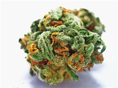 Weed Bud